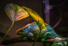 fraud investigation defense team