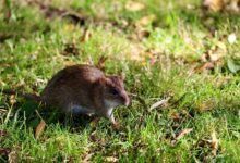 telecommunication regulatory contact numbers