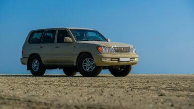 stable online model 617525770